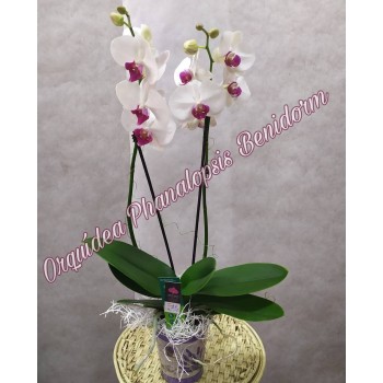 Planta orquídea con papel