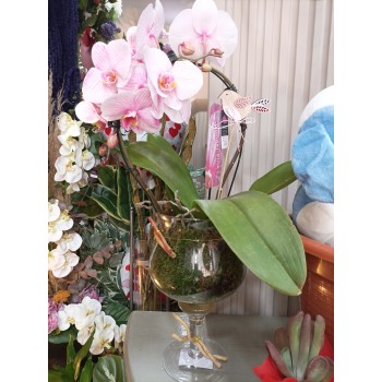 Orquídea rosa en copa de...
