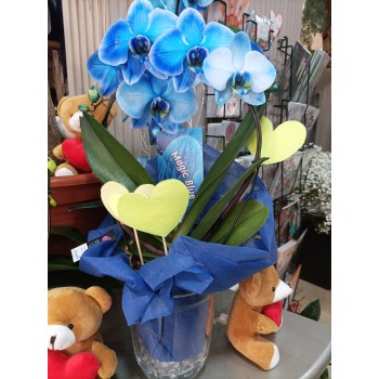 Orquídea azul con...